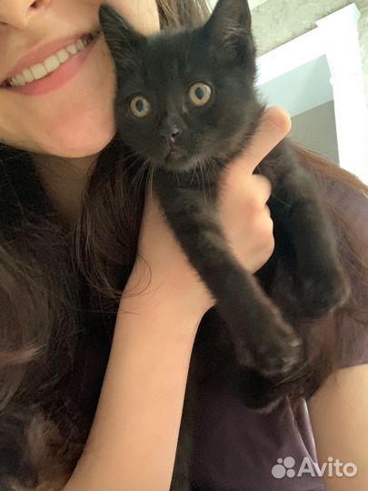 Котенок в добрые руки