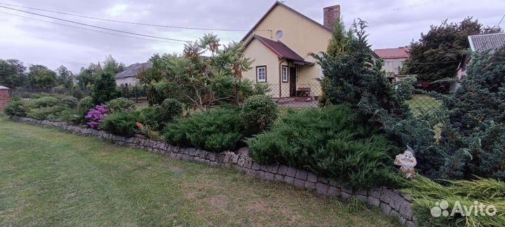 Можжевельник, туи, сосны