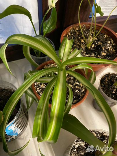 Комнатные цветы