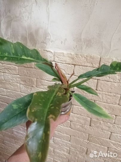 Филодендрон ринг оф файер