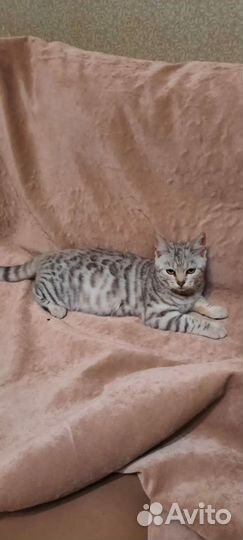 Кошечка Алиса ищет семью