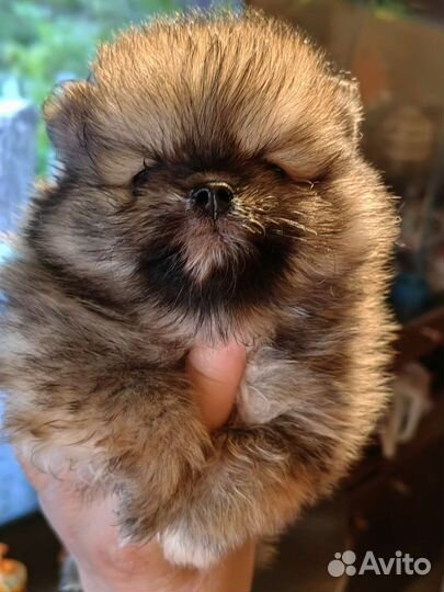 Щенки шпица