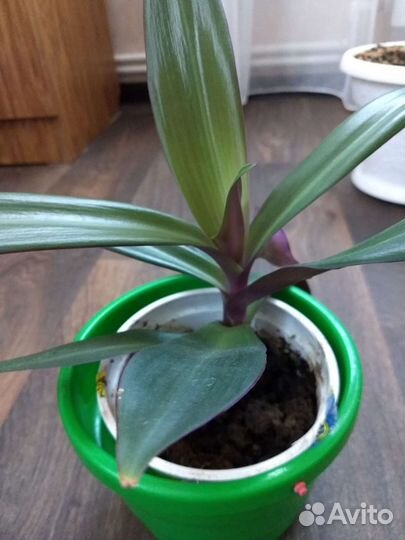 Сансевиерия