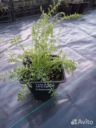 Тысячелистник сортовой