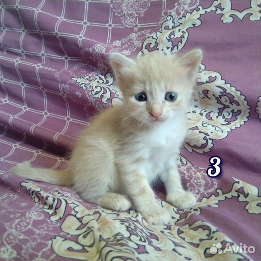 Котёнок(кошечка) 3 мес