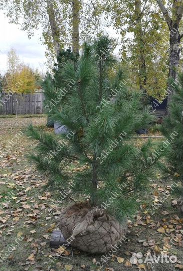 Саженцы сибирского кедра экстра класс