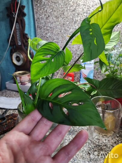 Монстера косая