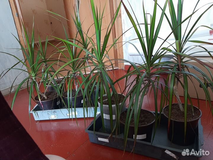 Пальма драцена