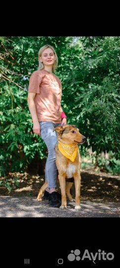 Собака Лобзик из приюта в семью