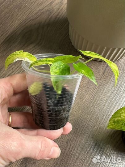 Алоказия гагеана вариегатная