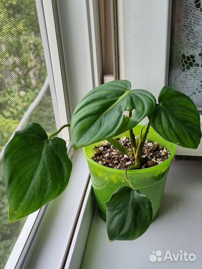 Филодендрон