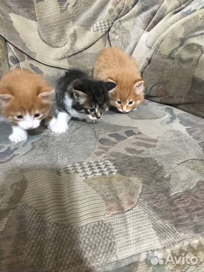 Предлагаю к бронированию котят Курильского бобтейл