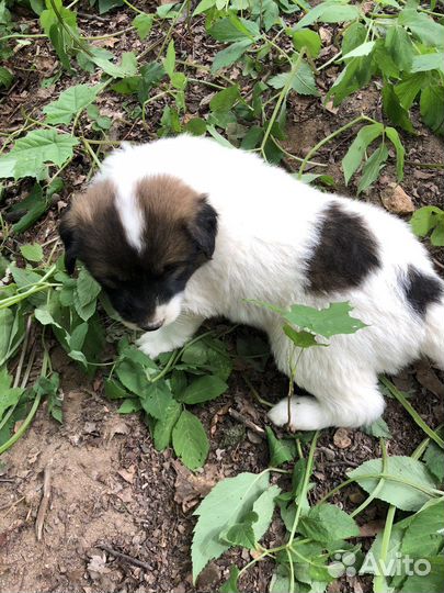 Прелестные маленькие щенки