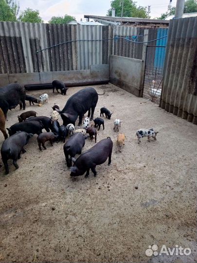 Вьетнама-дюрок