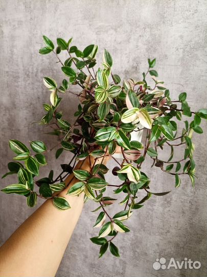 Традесканция триколор