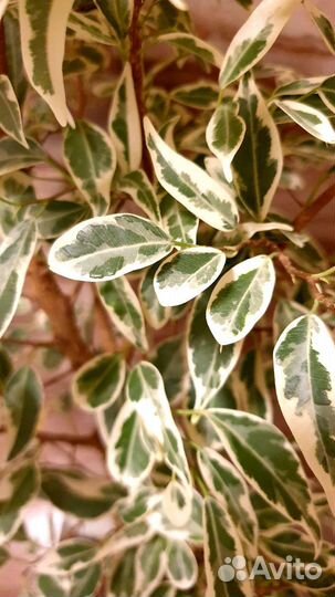 Фикус Пикси (Ретуза Дварф Альбомаргината)