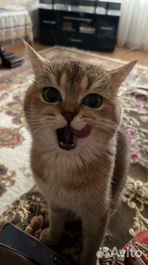 Вязка кота 2000