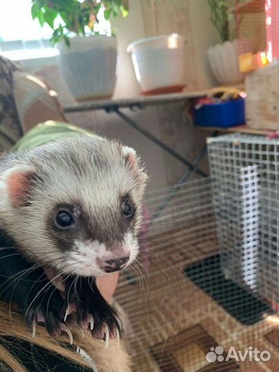 Хорек с клеткой