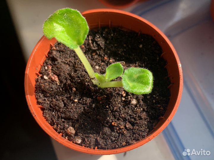 Фиалка «химера виолетта»