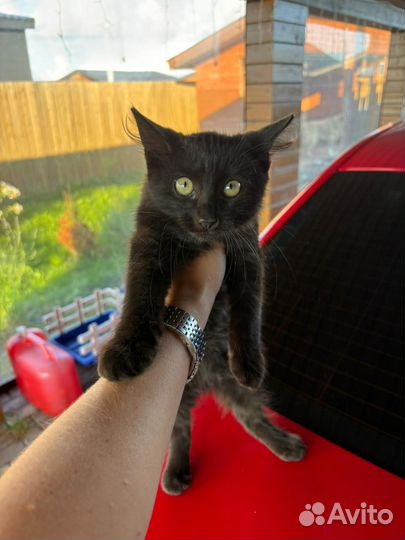 Котенок а добрые руки