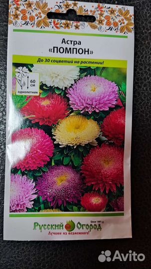 Рассада астры