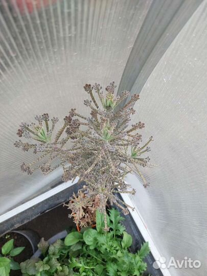 Каланхоэ трубкоцветковое