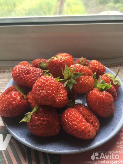 Рассада садовой земляники(клубники)