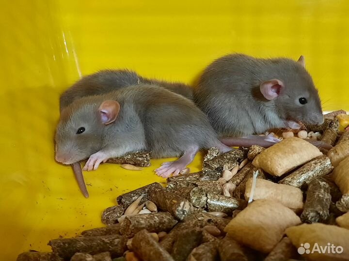 Крысята Дамбо. Крысы, фото из нашего каталога