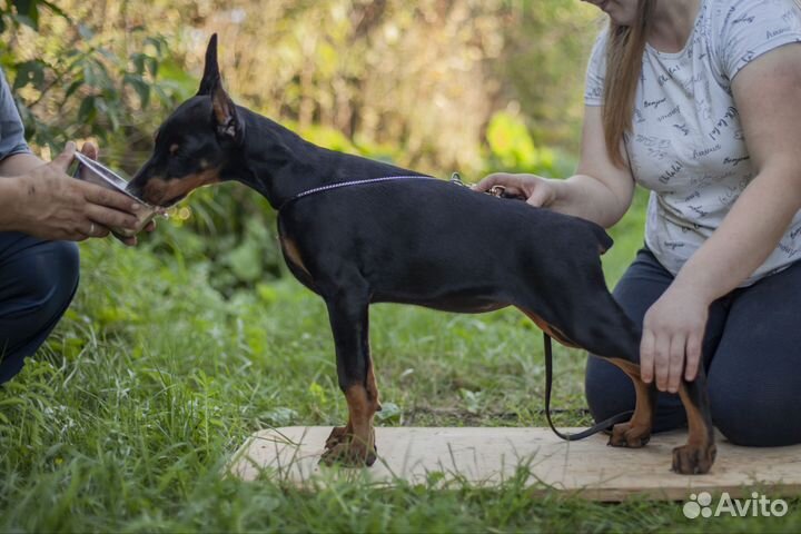 Щенки добермана