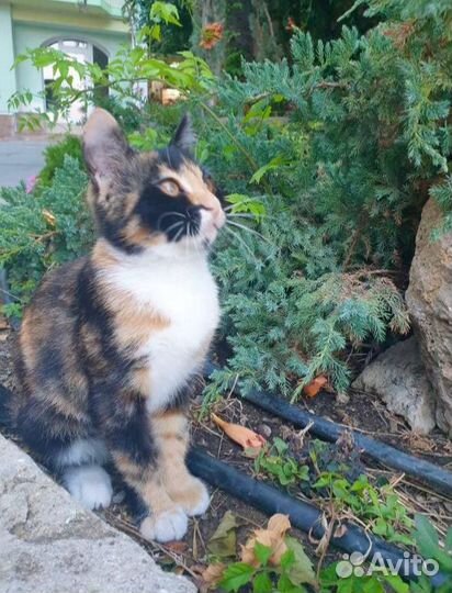 Трехцветная малышка на счастье