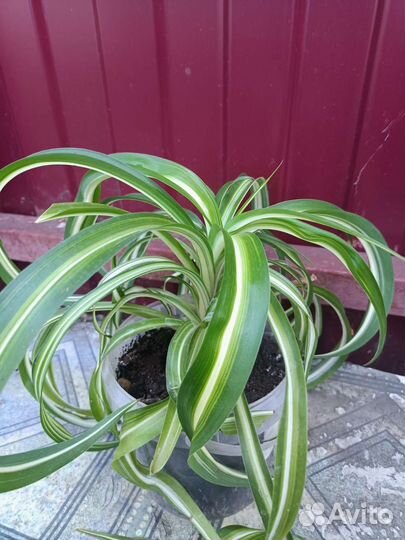 Хлорофитум кудрявый бонни/каллизии