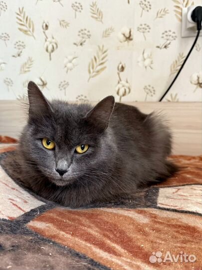 Кисуля ищет дом