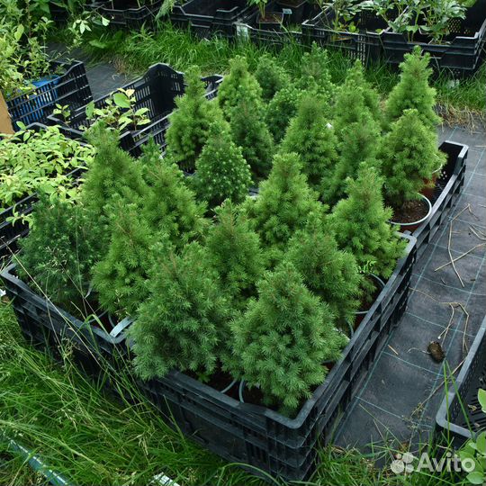 Многолетние и декоративные растения в горшках