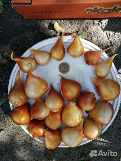 Тюльпаны красные луковицы