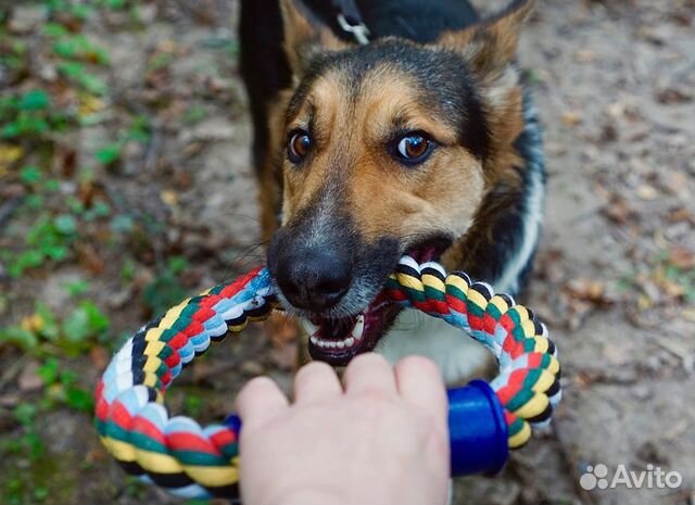 Собака из приюта