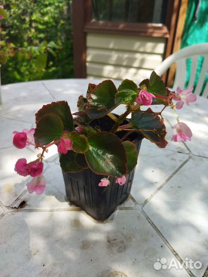 Бегония вечноцветущая махровая