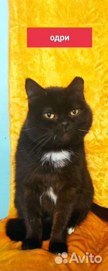 Красивейшие кошки на любой вкус в добрые руки