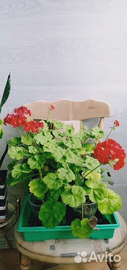 Пеларгония герань