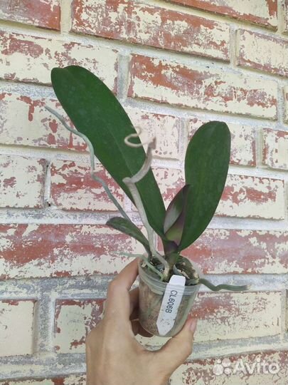 Орхидея CL606B от Mainshow / новинка