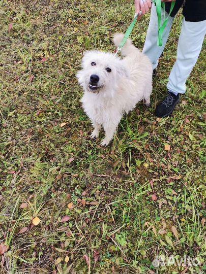 Очень ласковая собачка