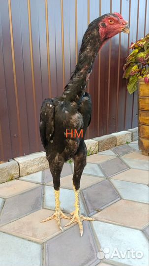 Курица и петух