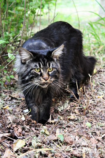 Мейн-кун (вязка)