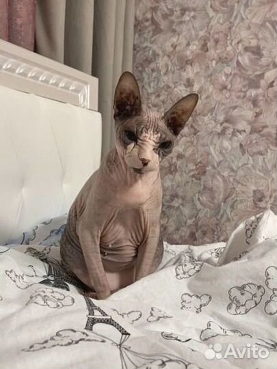 Кошка сфинкс