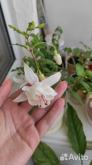 Фуксии в ассортименте