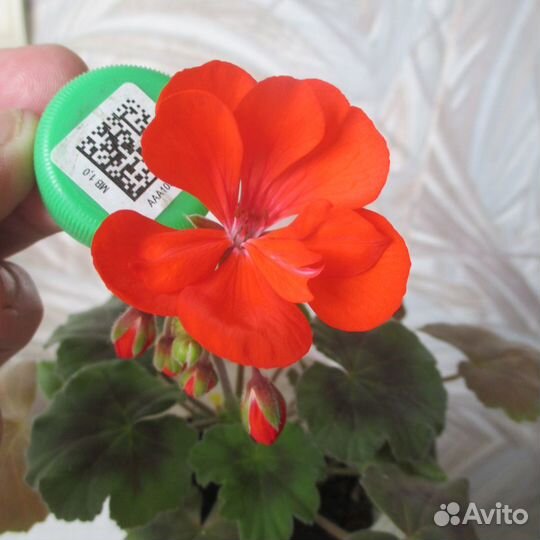 Пеларгонии сортовые