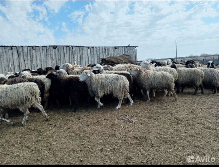 Овцы бараны