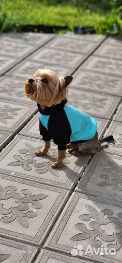 Одежда для собак мелких пород