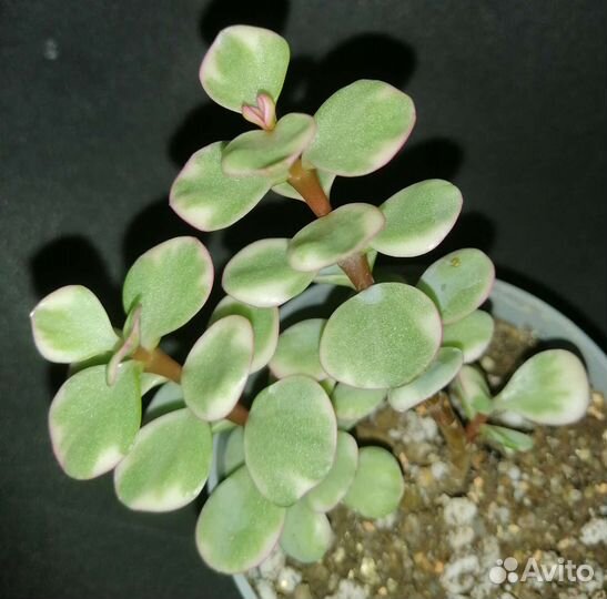 Суккулент. Портулакария афра вариегата