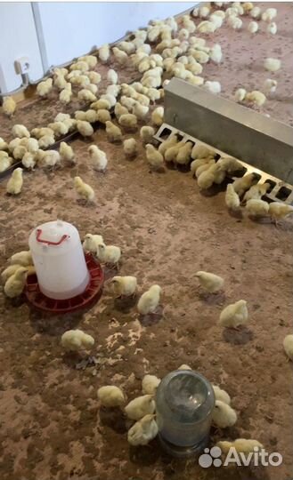Цыплята бройлеры кобб 500 и росс 308 в наличии