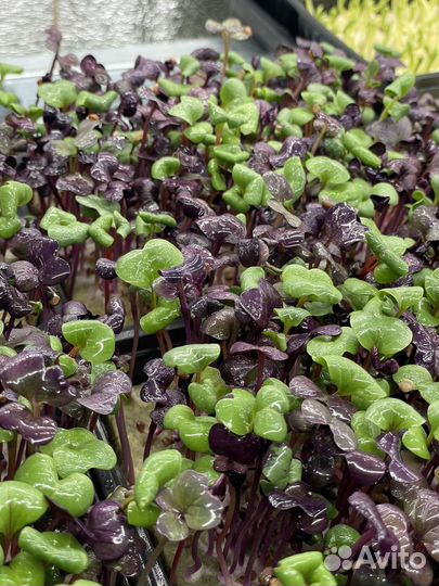 Зелень Микрозелень